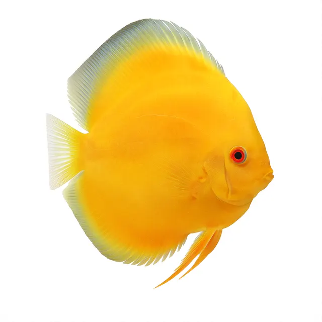 Albino Pearl Diamond