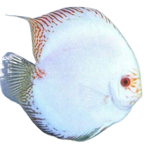 Albino White Butterfly
