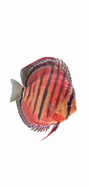 ICA Red Catana
