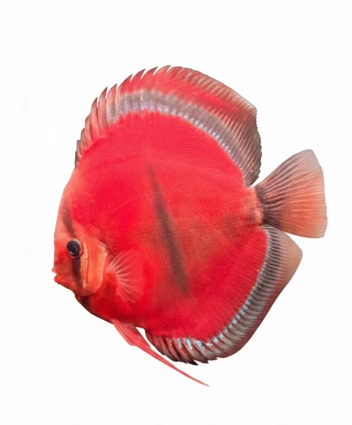 ICA Red Solid — fotoğraf 1