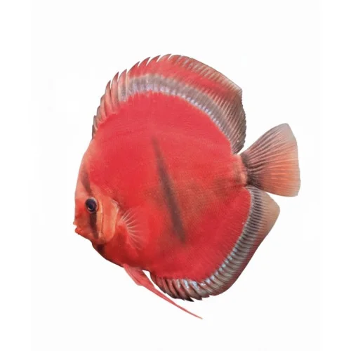 ICA Red Solid — fotoğraf 2