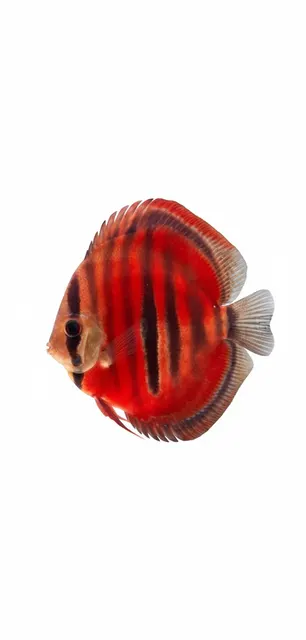 Red Catana