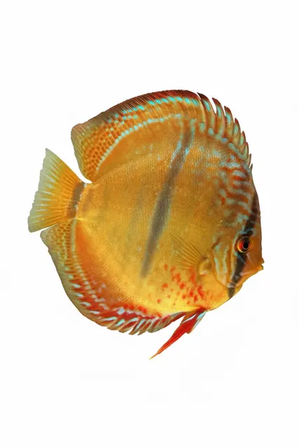 Trombeta Heckel Cross